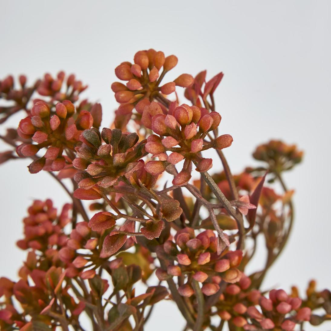 Badassi Bush Peach