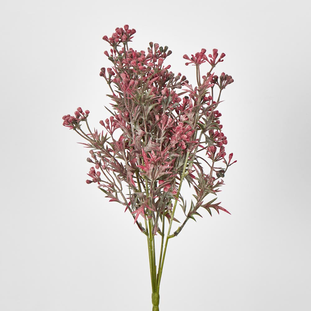 Santa Maria Berry Bush Pink