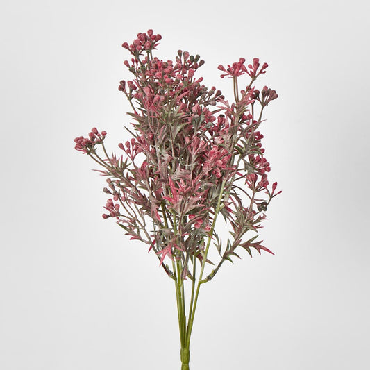 Santa Maria Berry Bush Pink