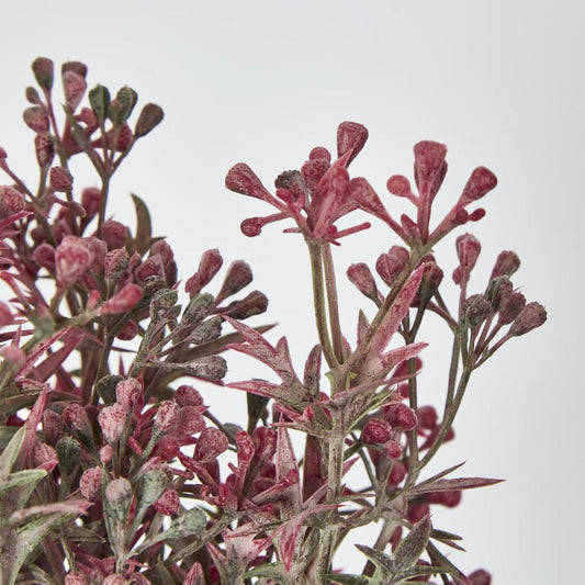 Santa Maria Berry Bush Pink