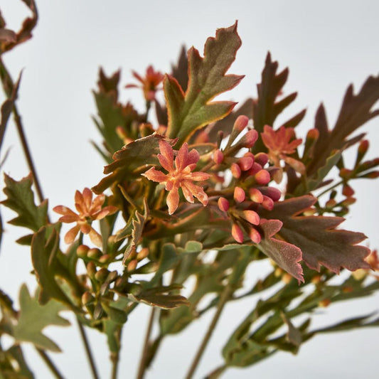 Santa Maria Berry Spray Peach