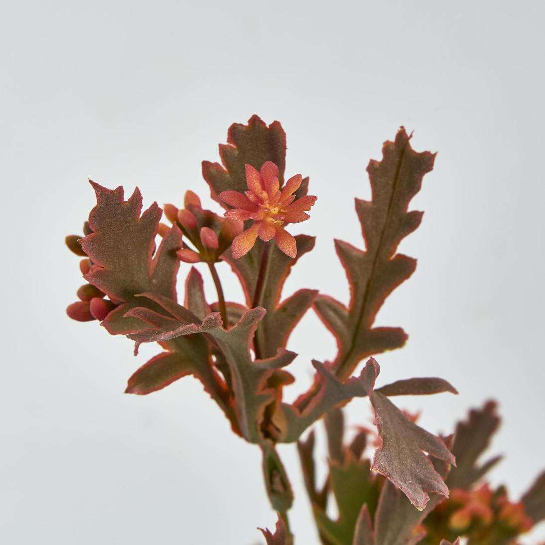 Santa Maria Berry Spray Peach