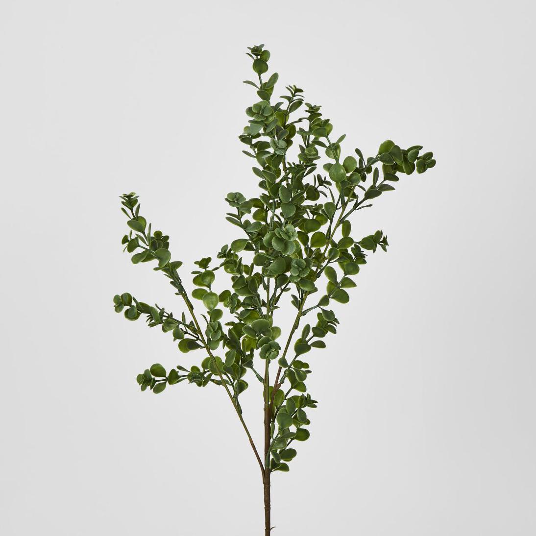 Boxwood Bush Spray Light Green