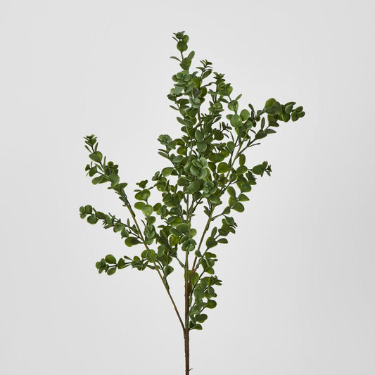 Boxwood Bush Spray Light Green