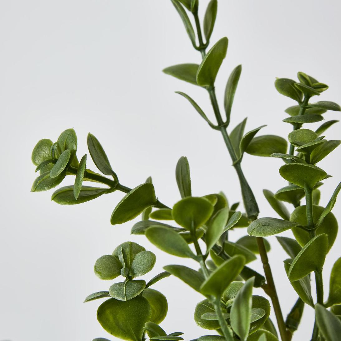 Boxwood Bush Spray Light Green