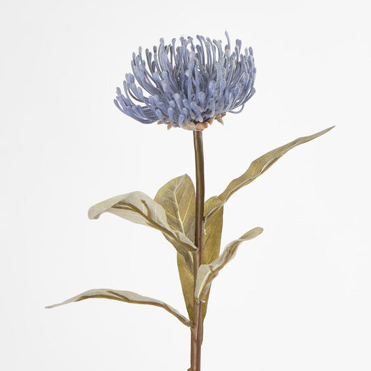 Pincushion Protea Blue
