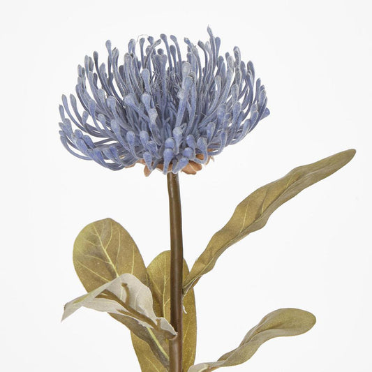 Pincushion Protea Blue