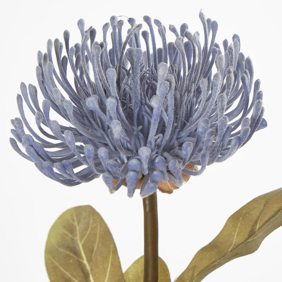 Pincushion Protea Blue