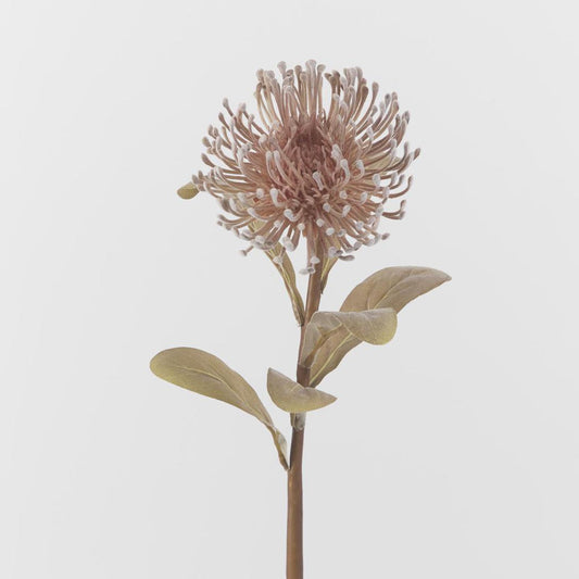 Pincushion Protea Brown