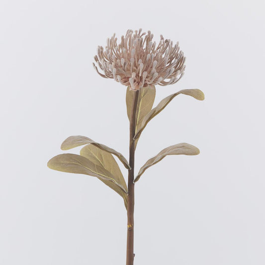 Pincushion Protea Brown