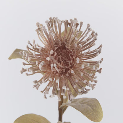 Pincushion Protea Brown