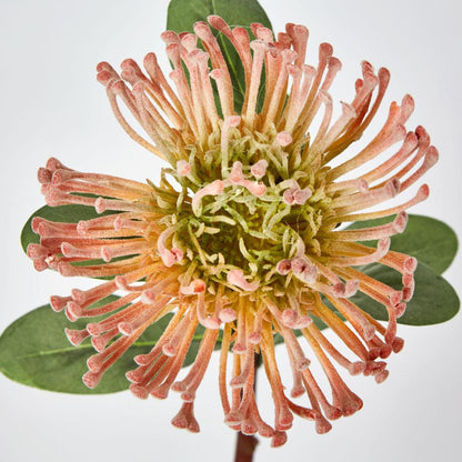 Pincushion Protea Orange