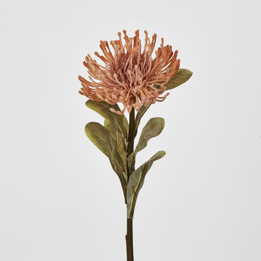 Pincushion Protea Pink
