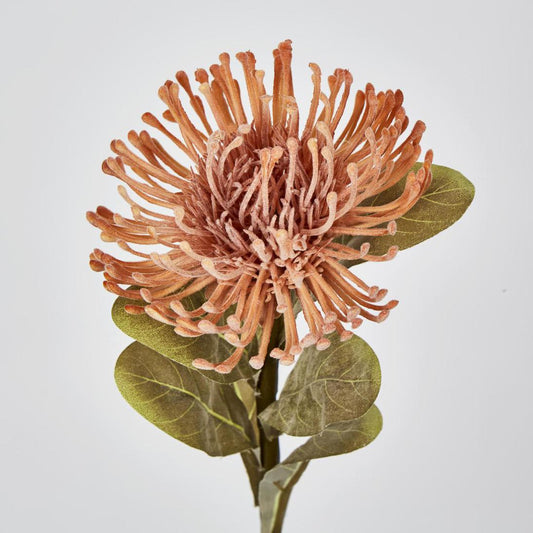 Pincushion Protea Pink