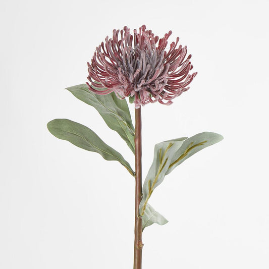 Pincushion Protea Red