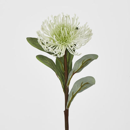 Pincushion Protea white