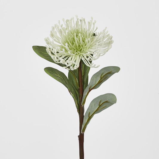 Pincushion Protea white