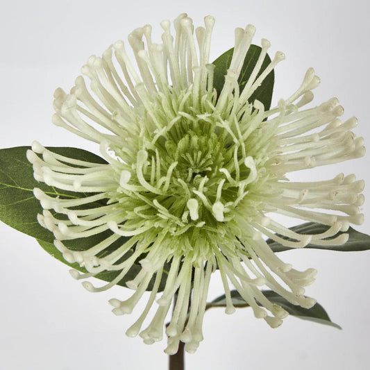 Pincushion Protea white