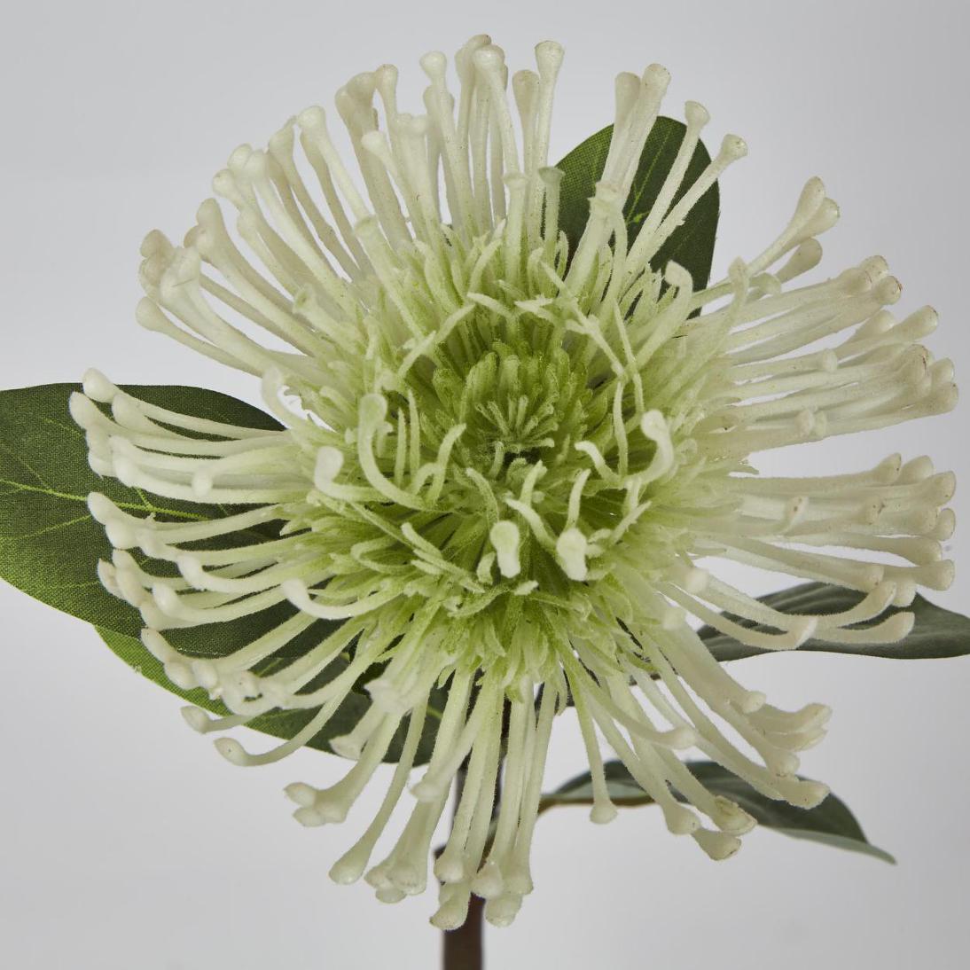 Pincushion Protea white