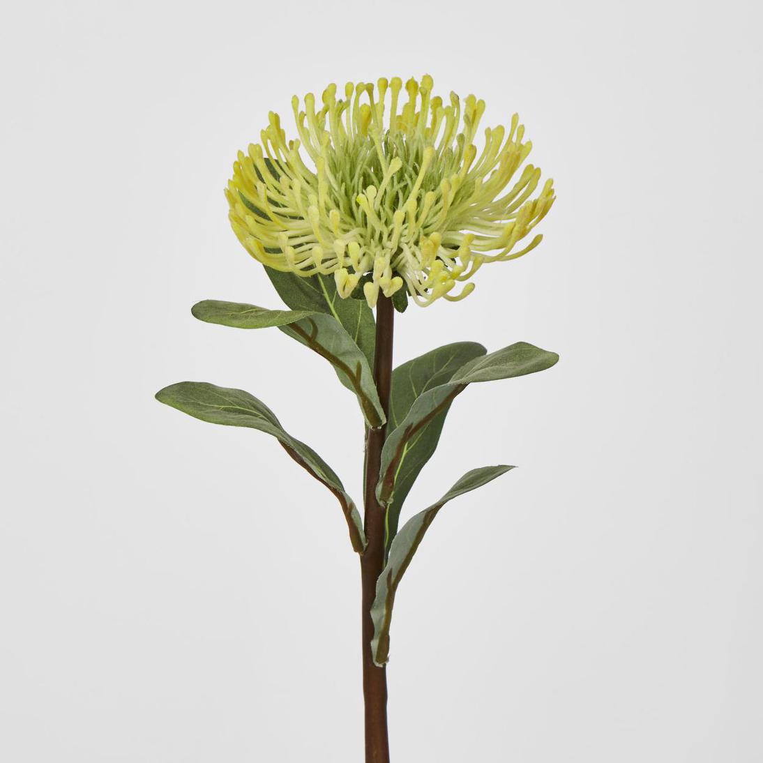 Pincushion Protea Yellow