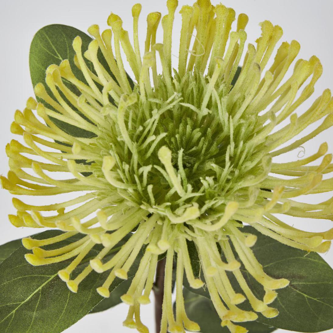 Pincushion Protea Yellow