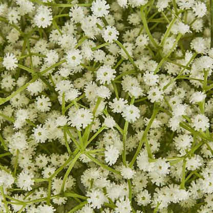 Baby's Breath Floral Ball