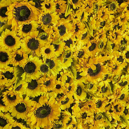 Yellow SunflowerVertical Wall