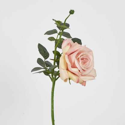 Queen Rose 35cm Blush Pink