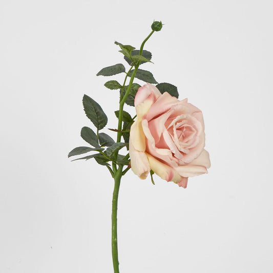 Queen Rose 35cm Blush Pink