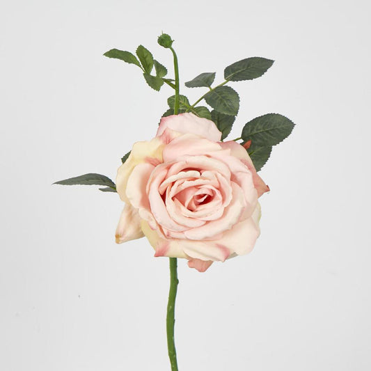 Queen Rose 35cm Blush Pink