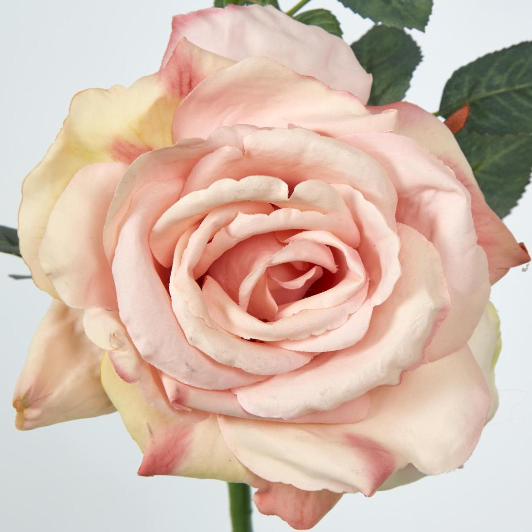 Queen Rose 35cm Blush Pink