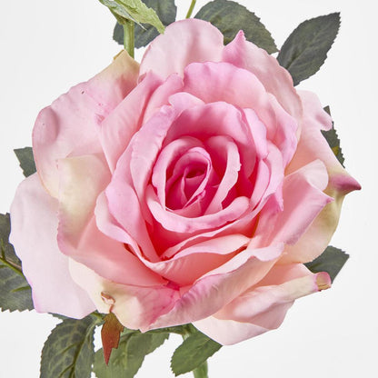 Queen Rose 35cm Pink