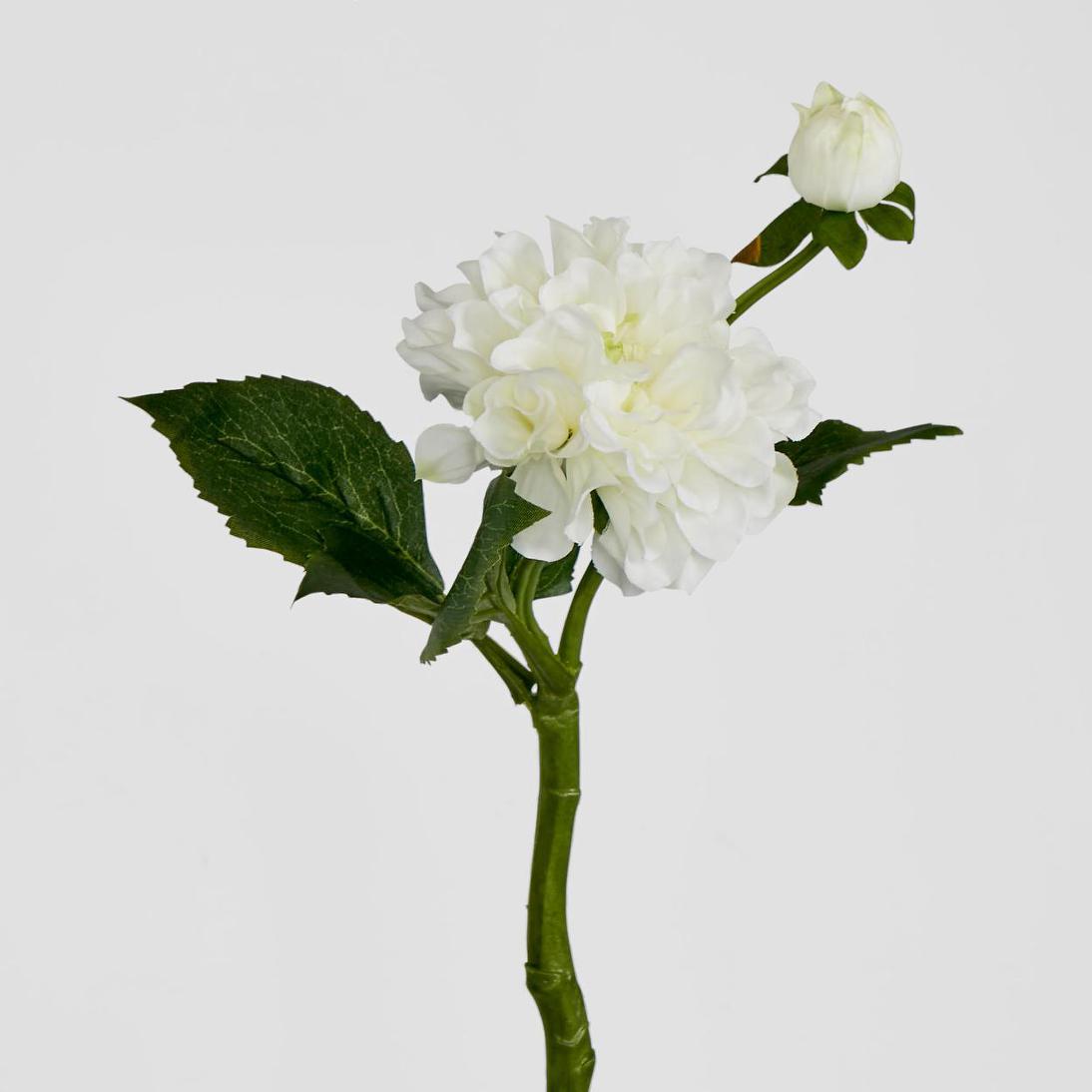 Frilly Dahlia White