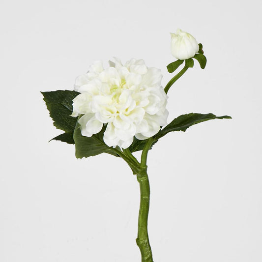 Frilly Dahlia White