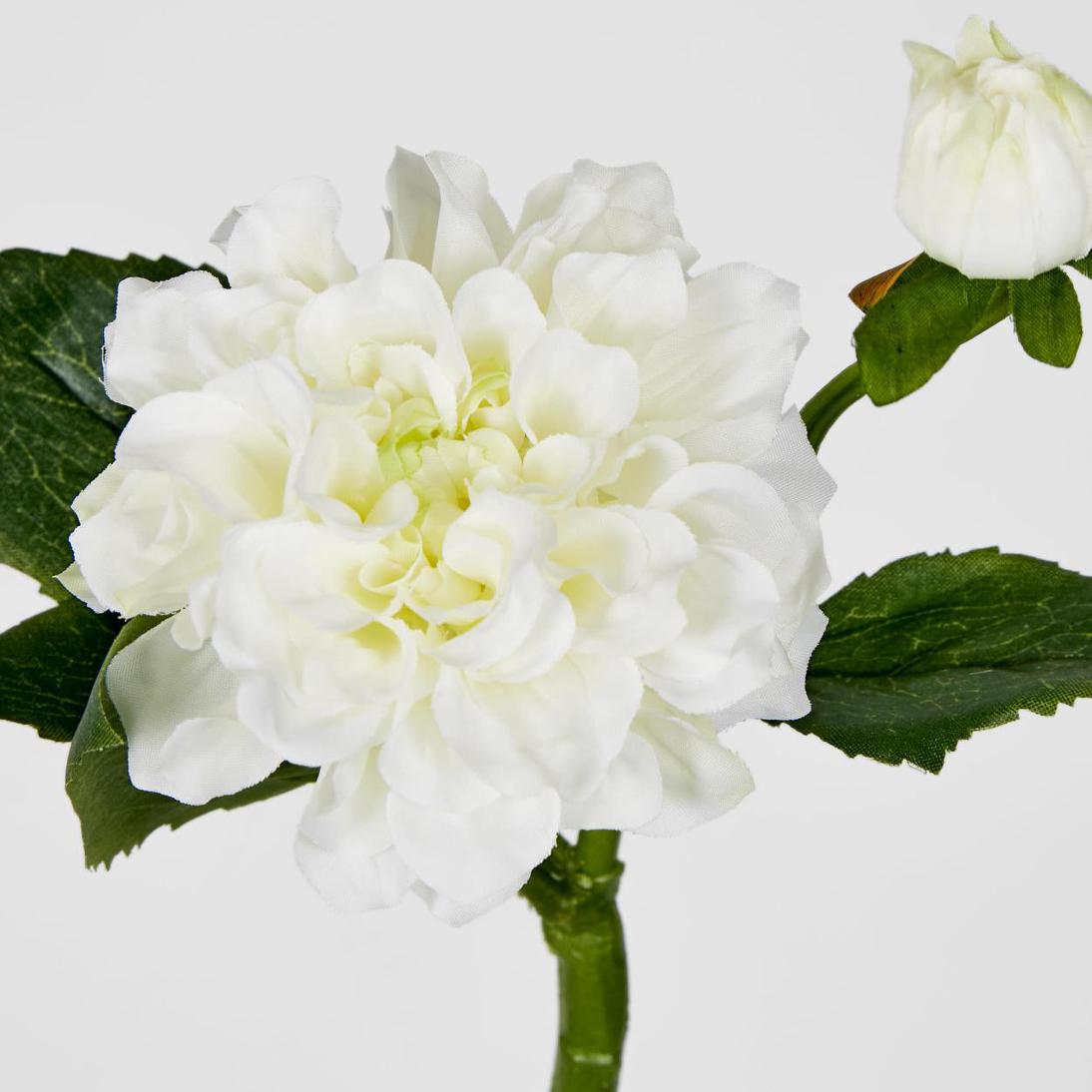 Frilly Dahlia White