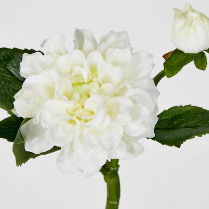 Frilly Dahlia White