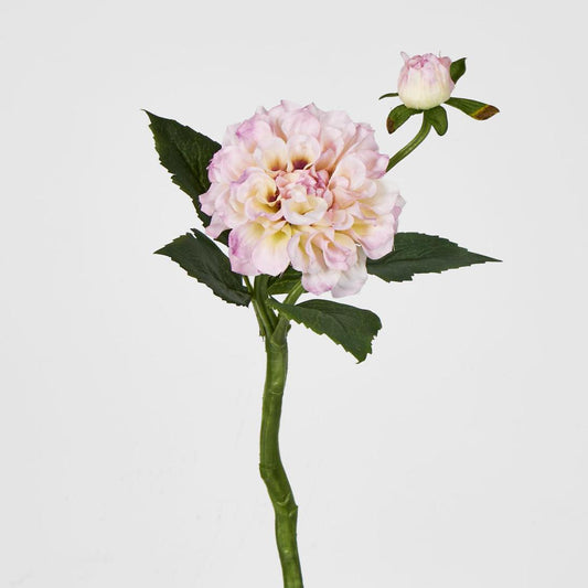 Frilly Pink Dahlia