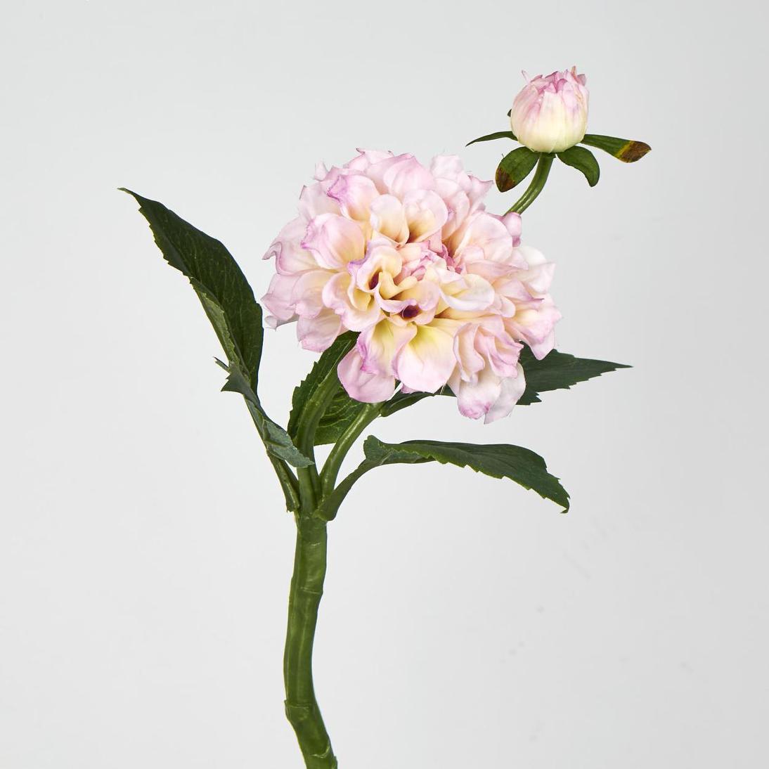 Frilly Pink Dahlia