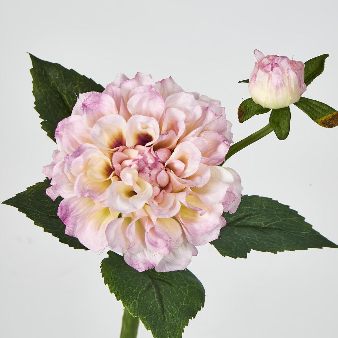 Frilly Pink Dahlia