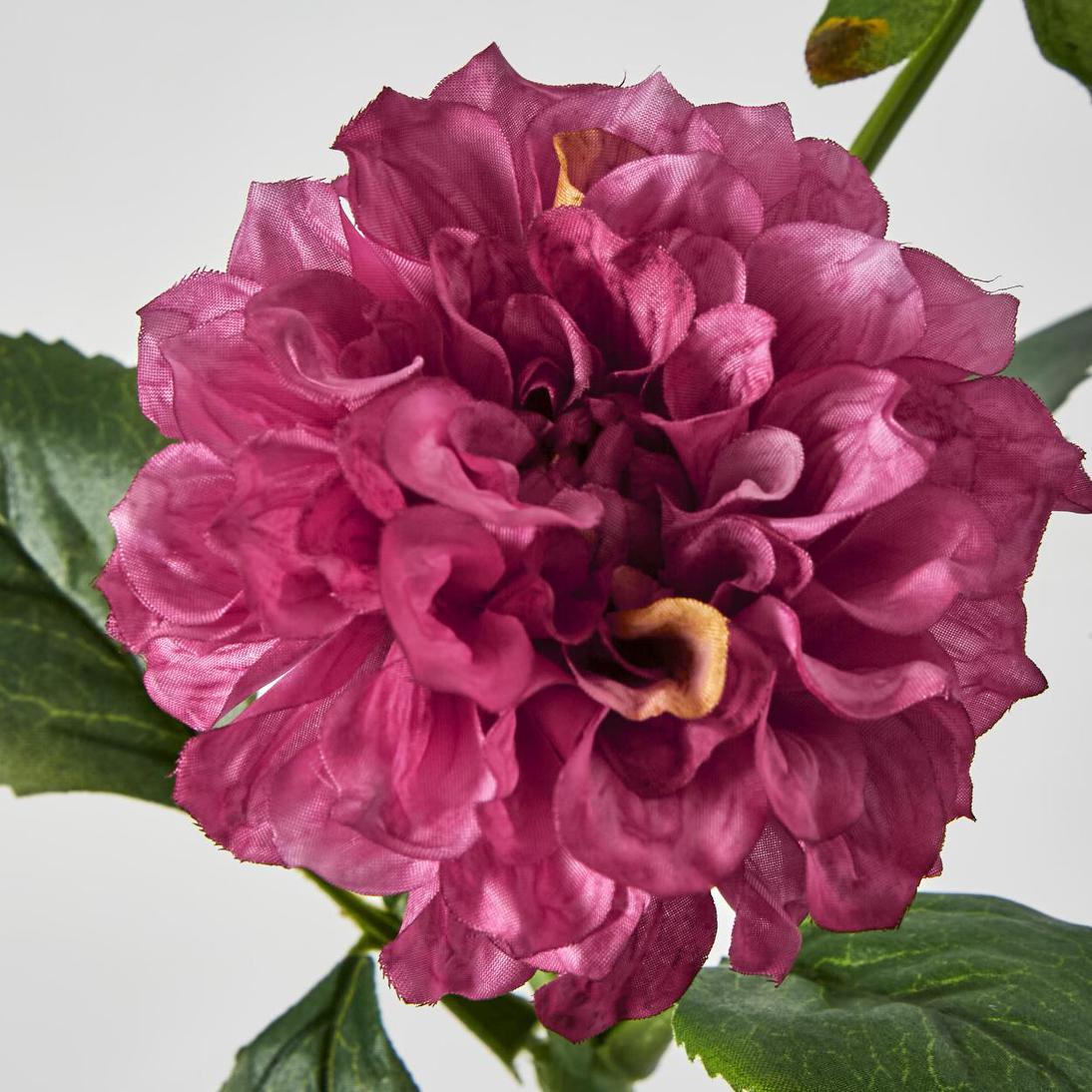 Frilly Dahlia Dark Pink
