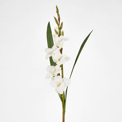 Gladious Spray 84cm White