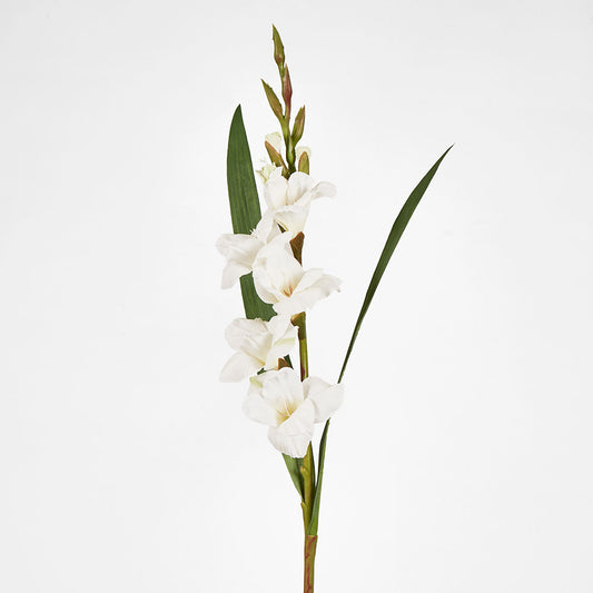 Gladious Spray 84cm White
