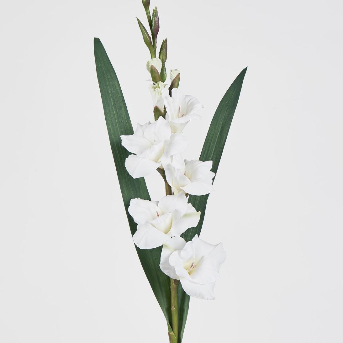 Gladious Spray 84cm White