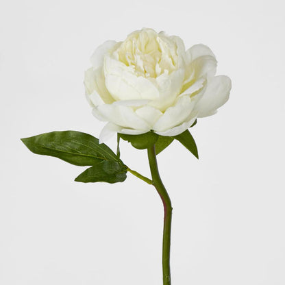 Peony Short Stem White