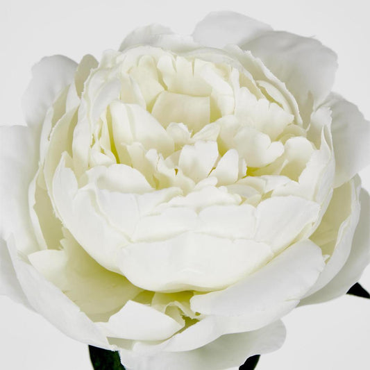 Peony Short Stem White