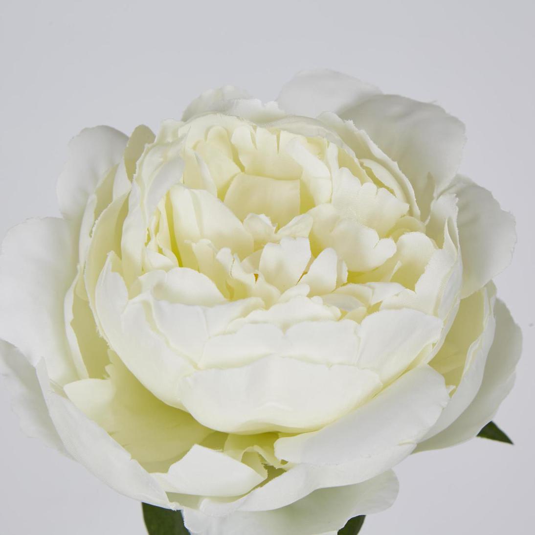 Peony Short Stem White