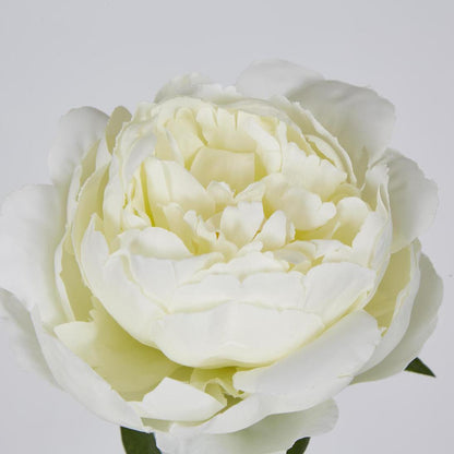 Peony Short Stem White