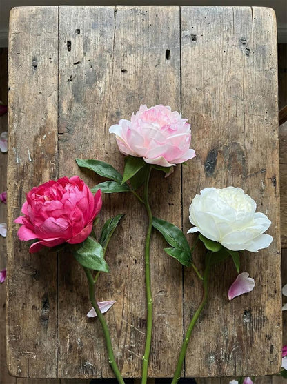 Peony Short Stem White
