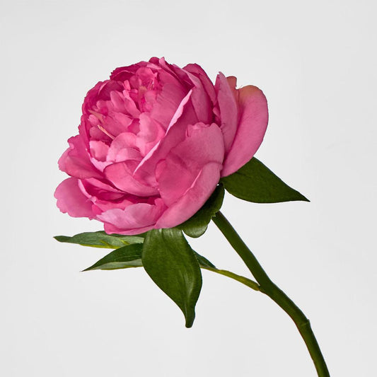 Peony Short Stem Dark Pink