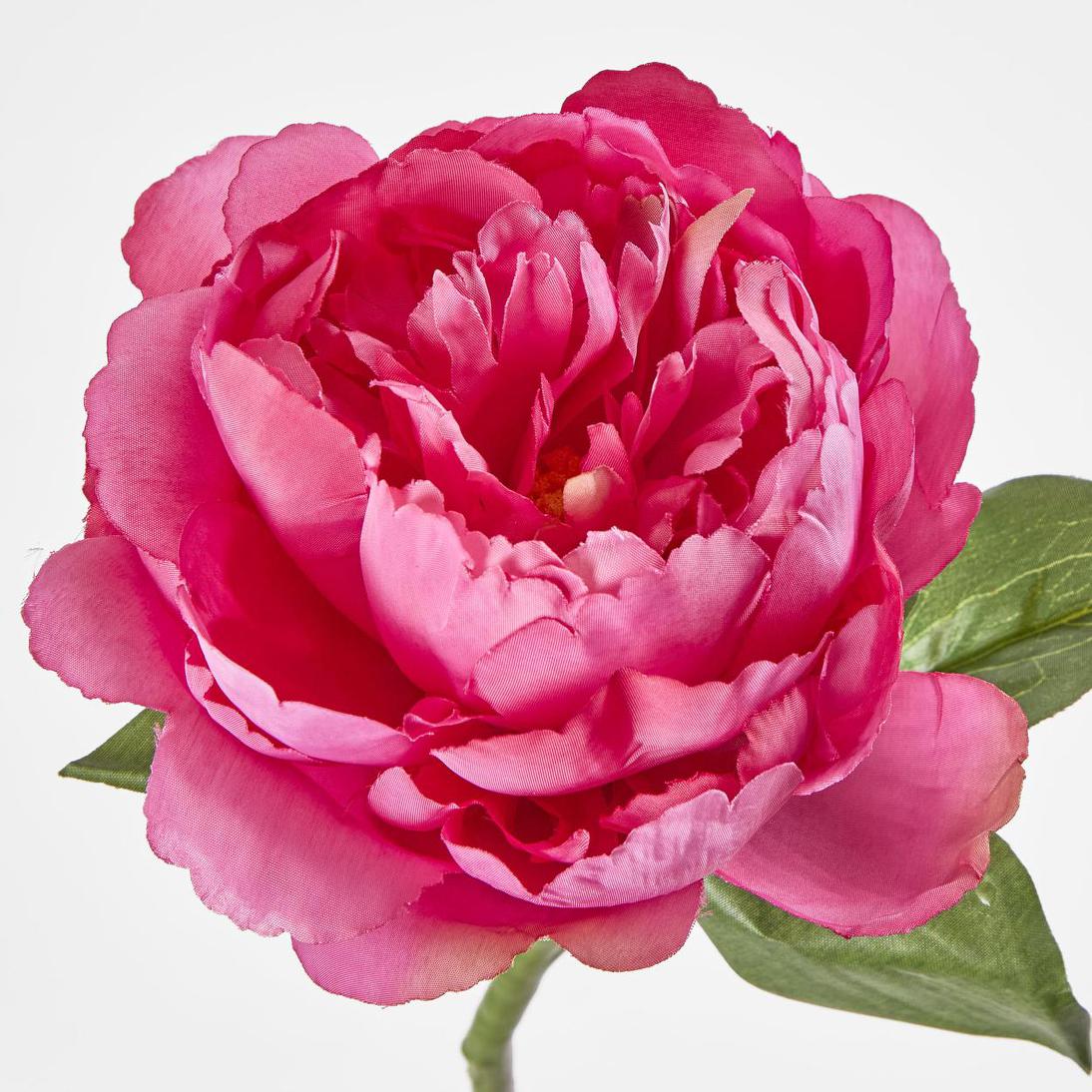 Peony Short Stem Dark Pink